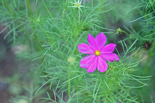 wildflowers chestnutridge fieldflowers august2011 jeffersoncountynewyork cottageaugust2011 editedwoods