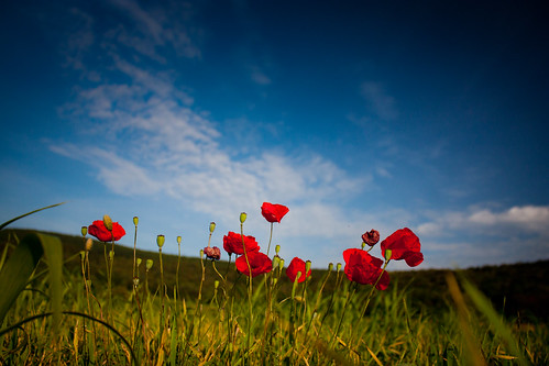 flowers blue red summer sky france green field grass clouds pov