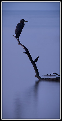 longexposure morning blue reflection bird water animal sunrise dawn still alone calm blueheron chesapeake calvert chesapeakebay calvertcounty