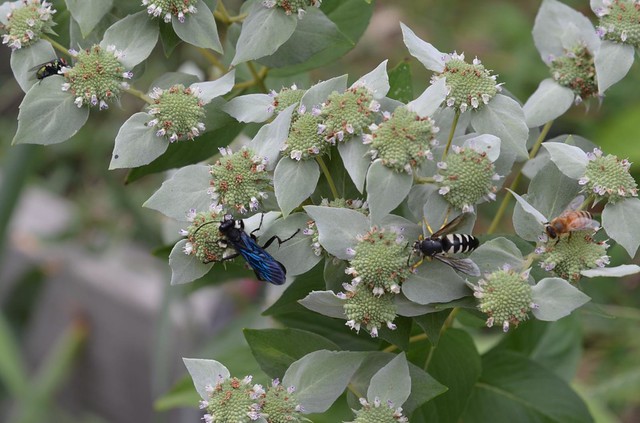 Multiple Pollinators on Pycnanthemum