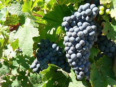 Wine grapes of the Medoc (France 2011) - Photo of Civrac-en-Médoc