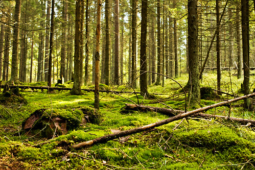 park tree pine forest finland moss woods national fallen trunk nuuksio kirkkonummi