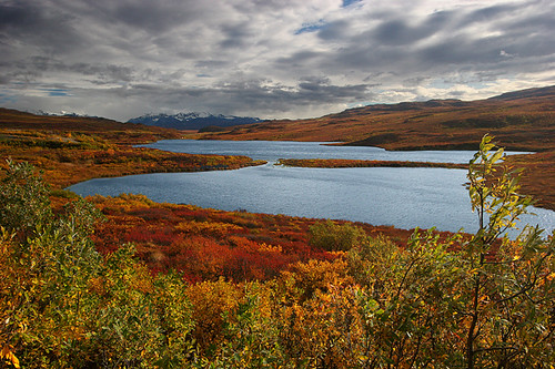 autumn usa alaska denali tundra denalihighway