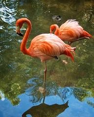 Wouldn't Be Florida Without Flamingos