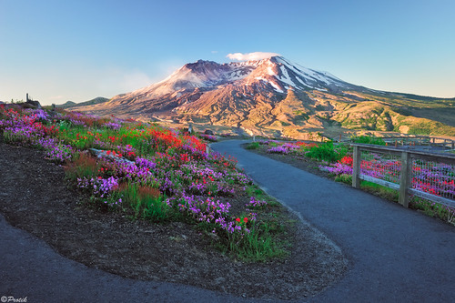 sunrise volcano wa wildflowers curve mountsthelens active