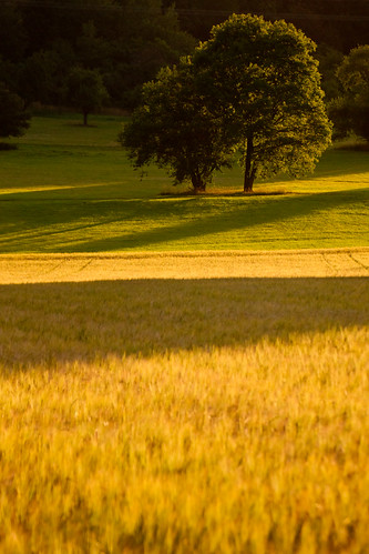 trees field germany sony july tamron zoomlens 28300 2011 a850