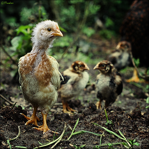 family food holland chicken netherlands dutch birds animals square 50mm photo model comic dof bokeh pov sony comida humor perspective young chick story kip poultry chicks rooster pollo poulet komisch kuiken 2011 thelittledoglaughed pjotre7