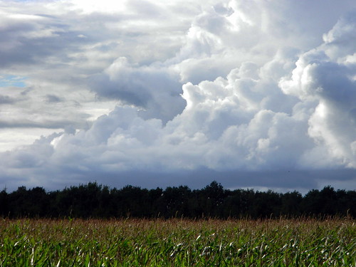 sky netherlands clouds corn nikon nederland wolken agriculture lucht bos hemel drenthe anderen rolde landbouw maïs gasselte provinciedrenthe nikoncoolpixl110