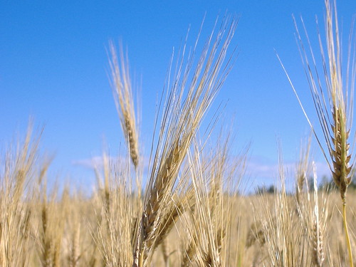 champs agriculture abitibi blé évain