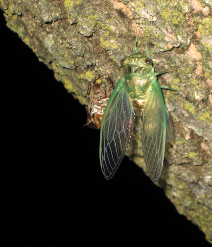 tree cicada wings adult bark drying