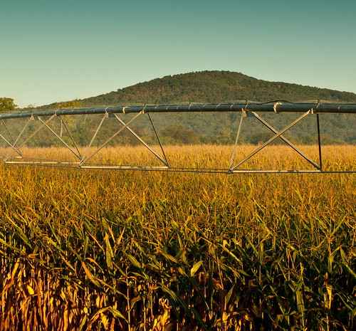 corn irrigation rowcrops reevesstation