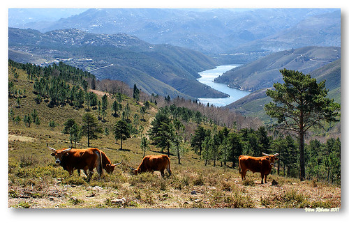 parque mountain portugal rio river geotagged ox nacional montanha bois gerês peneda geo:lat=4194356331750458 geo:lon=8242452005432142