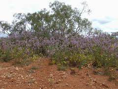 Amaranthaceae>Ptilotus exaltatus Purple Mulla Mulla DSCF4353