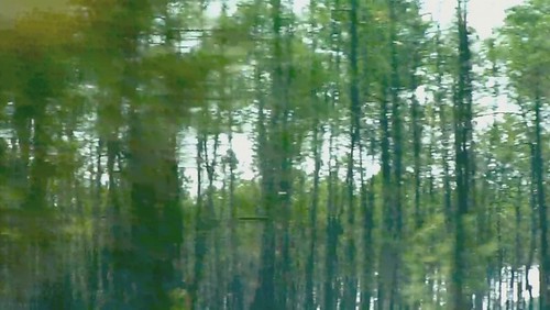 road trees green video pins pines roadmovie dennenbomen oneminute roadmovies movingimages