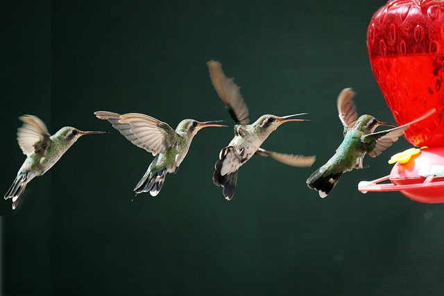 Colibri (Hummingbird)