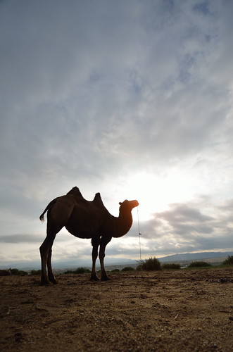 sunset mongolia camel workcamp