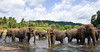 Sri ranka : Elephants