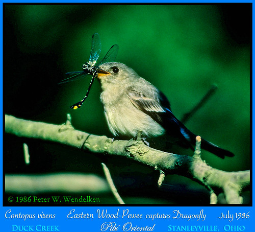 ohio dragonfly marietta damselfly flycatcher easternwoodpewee duckcreek contopusvirens woodpewee washingtoncounty contopus stanleyville pibíoriental easternwoodpeweephoto photobypeterwendelken