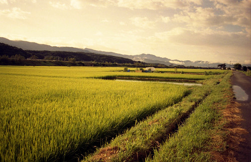 film landscape ricepaddies matsumoto ricefields nagano