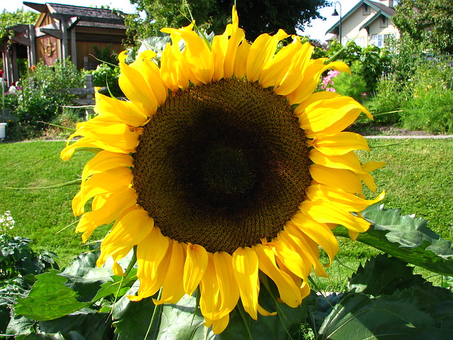 Sunflower | Flickr - Photo Sharing!