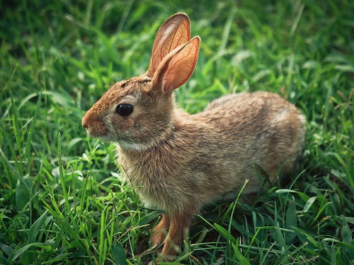 rabbit bunny © northcarolina backyardwildlife garyburke olympuse620 zuiko50200mmf28swd