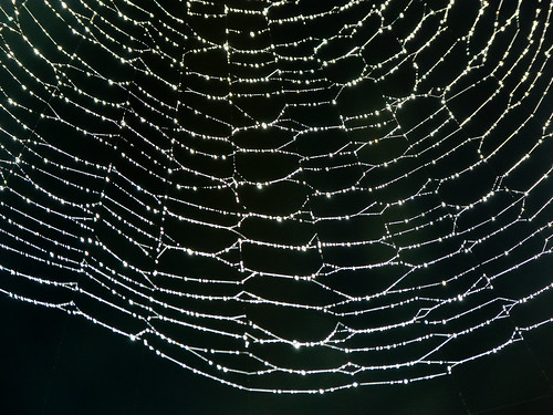 canada nature beautiful forest spiral lumix spider web alberta pointandshoot spidersweb orbweaver araneidae beautyinnature southernalberta annkelliott brownloweryprovincialpark dmcfz40 fz40 proteinaceousspidersilk panasonicdmcfz40 p1150710fz40