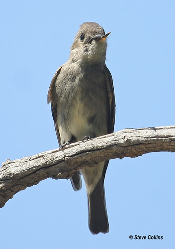 nm pewee westernwoodpewee contopussordidulus contopus rooseveltcounty