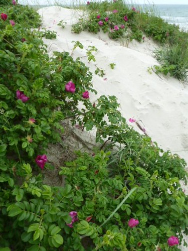 pink flowers plant beach nature rose blossoms blooms klaipeda lithuania rosarugosa curonianspit kartoffelrose