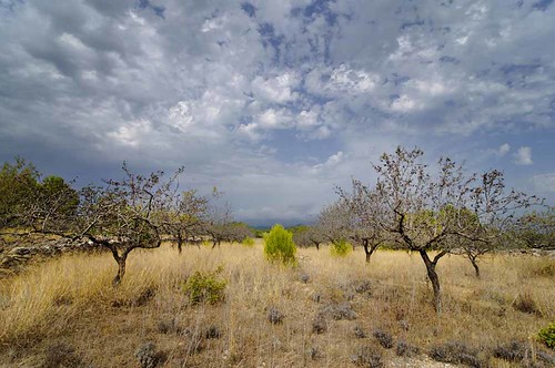 sky clouds landscape spain bomen boom spanje almondtree terdata amandelboom ©peterbongers ©peterbongers