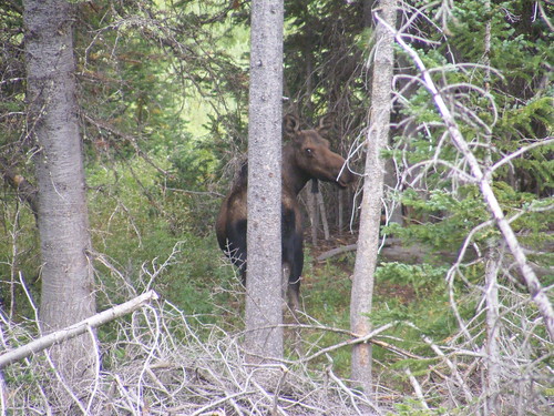 park animal daniel wildlife moose national wyoming teton bridger