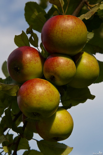 summer tree apple fruit germany leaf healthy boom appel blad schwarzwald blackforest duitsland gezond badenwürttemberg seewald bracom zwartewould bramvanbroekhoven