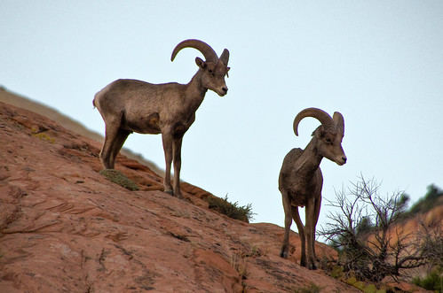 Rams in East Zion National Park