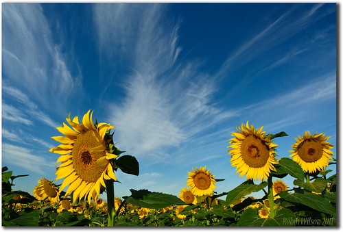 colorado denver sunflower fields cirrusclouds nikond200 cpfilter 18200vr bej flickrstruereflection1 morehappinessinlarge