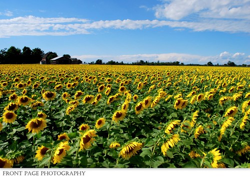 sun ontario canada flower field photography kent strawberry berry nikon d straw front chatham page sunflower fields forever dslr blenheim ck 60 d60 fpp chathamkent