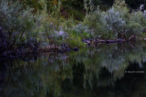 summer green oregon silver reflections pond quiet willows rogueriver canon50d photoroadtripsummer2011
