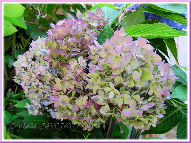 Hydrangea macrophylla ‘Endless Summer’, changing from blue to 