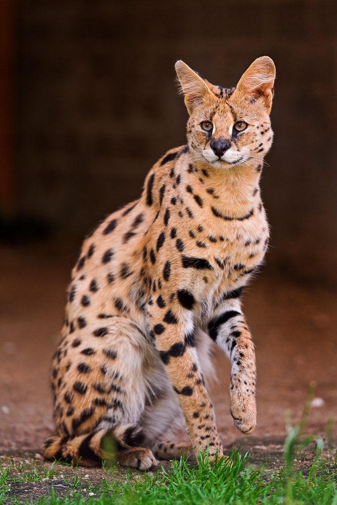 Proud standing serval