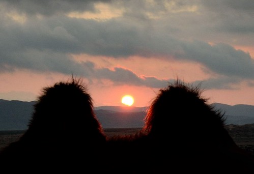 sunset mongolia camel workcamp