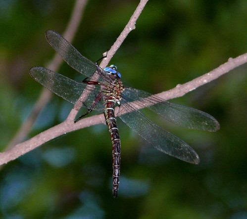 oklahoma dragonfly odonata mccurtaincounty aeschnidae cyranodarner nasiaeschnapentacantha redsloughwma