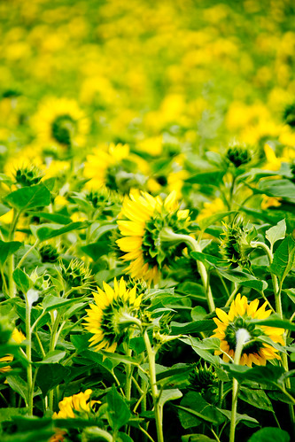 from germany sony july sunflowers behind tamron zoomlens 28300 2011 a850