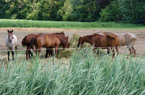 summer horses