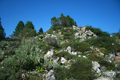 Alpinum - Botanischer Garten
