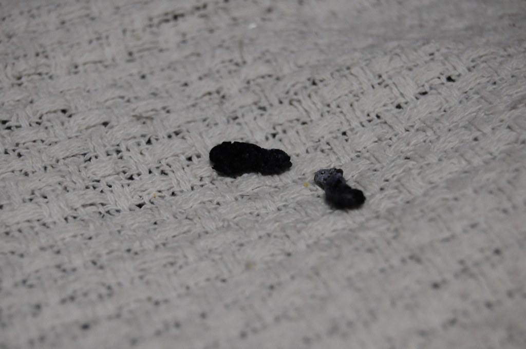 Blueberry pellet poop | Flickr - Photo Sharing!