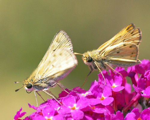 native insects lepidoptera hylephilaphyleus