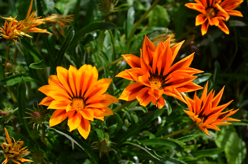 flowers italy orange mountains nature carnia fvg ud friuli 2011 friuliveneziagiulia sauris nordest zahre lateis