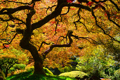 tree landscape japanesemaple portlandjapanesegarden