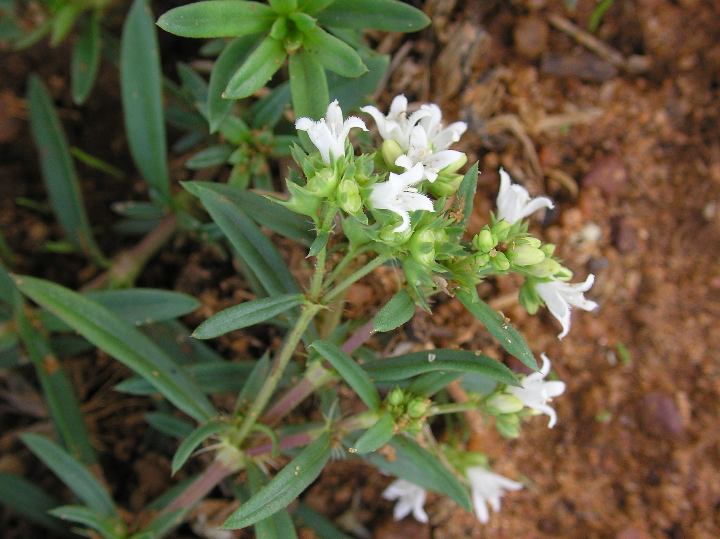 Oldenlandia umbellata image