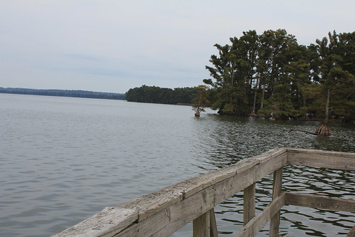 trees lake pier reelfootlake
