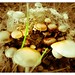 Shrooms in sepia and raw green