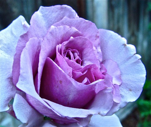 plant flower rose bush tea lavender rosa bloom hybrid sweetness rosesforeveryone